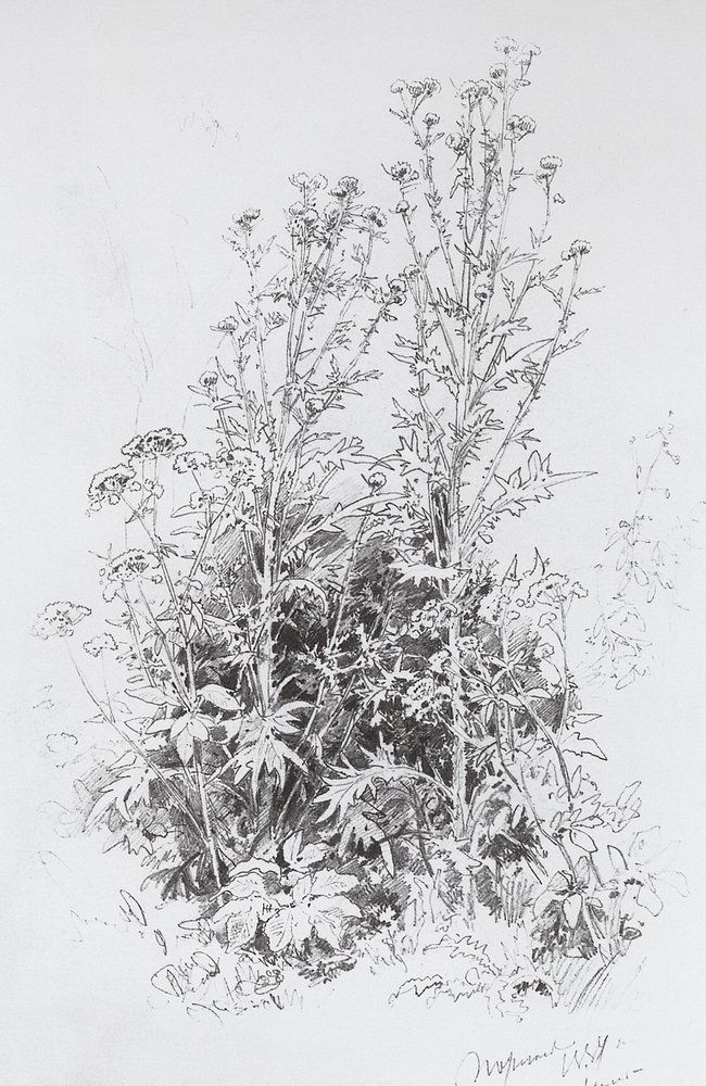 изображение растений карандашом